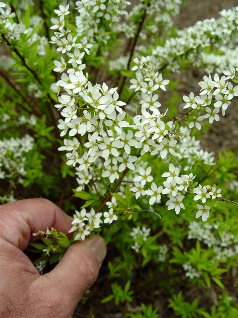 Top 10 Flowering Shrubs | Garden Housecalls