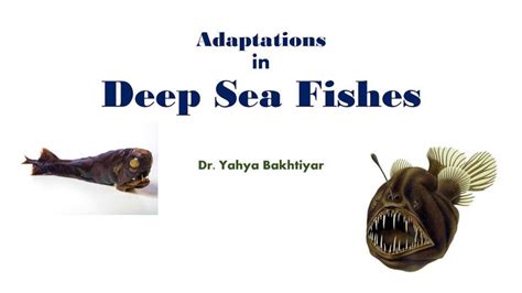 25 Adaptations in Deep Sea Fishes | Deep sea fishing, Sea fish, Adaptations