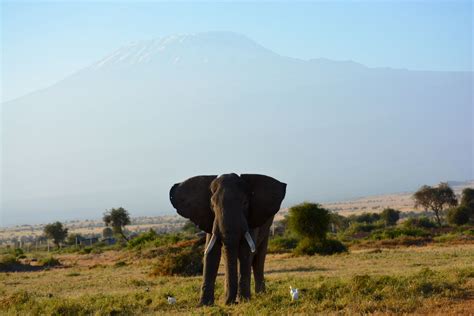 Mt Kilimanjaro at sunrise | Sunrise, Natural landmarks, Kilimanjaro