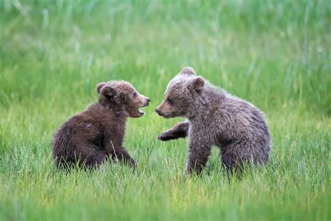 Two Grizzly Bear Cubs Talking Fine Art Photo Print | Photos by Joseph C ...