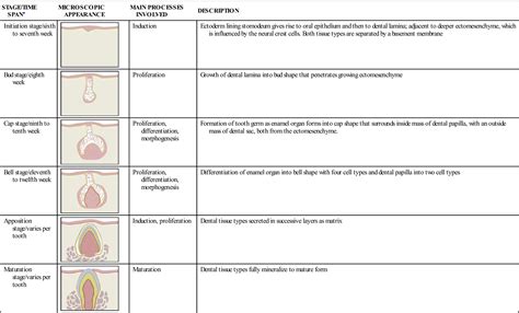 6. Tooth Development and Eruption | Pocket Dentistry