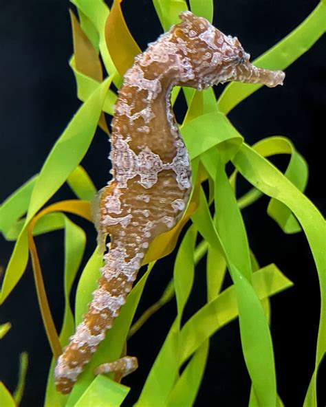 At the Museum: Seahorse breeding | Programs and Events Calendar