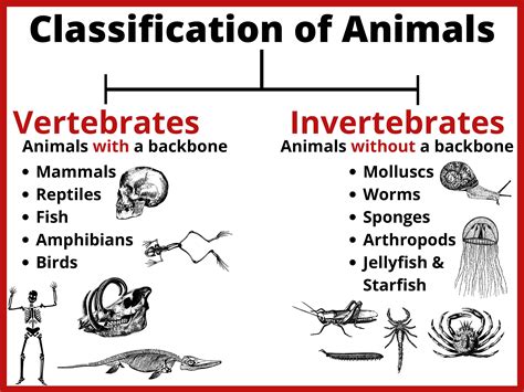 Free Printable Animal Classification Chart - Image to u