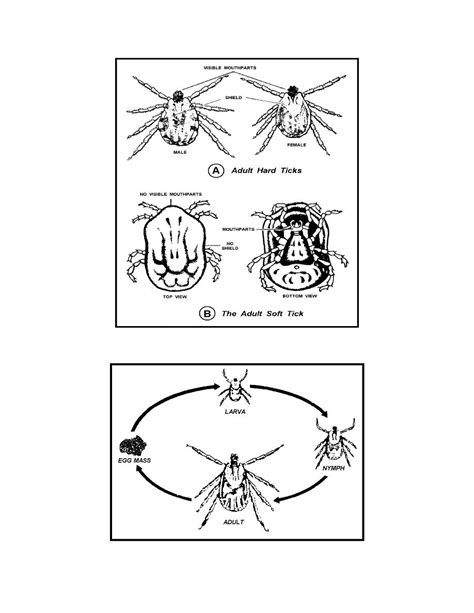 Figure 5-3. Ticks. A Adult hard tick. B Adult soft tick. - Communicable Diseases and Field ...