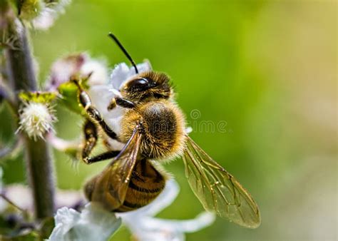 Bee Pollinating Basil Flower Extreme Close Up - Bee Pollinating Flower Macro Photo Stock Image ...