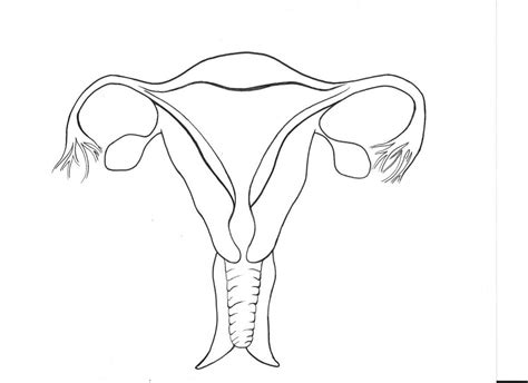 Female Reproductive System Diagram No Labels Olcreate: Heat_