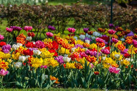 Spring Flowering Bulbs - Thames Valley Landscapes