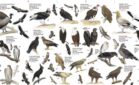 Birds of Prey, Southern Africa | NHBS Field Guides & Natural History