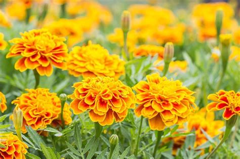 Marigold Flower Meaning and Symbolism: What the Colors Represent?