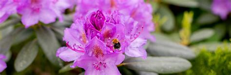 Rhododendron ,beautiful Blooming Azalea - Flowering Decorative Shrubs.flowers are Fully Opened ...