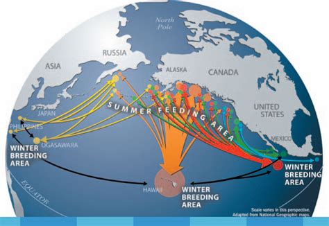 Unraveling The Tapestry Of The Atlantic: A Journey Through Humpback Whale Migration - Map Haiti ...