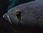 Category:Epinephelus lanceolatus - Wikimedia Commons