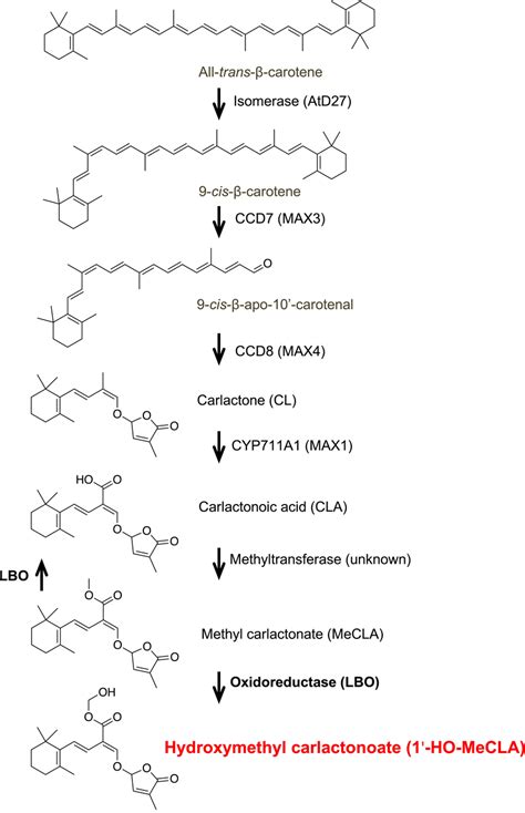 Proposed strigolactone (SL) biosynthesis pathway in Arabidopsis. An... | Download Scientific Diagram