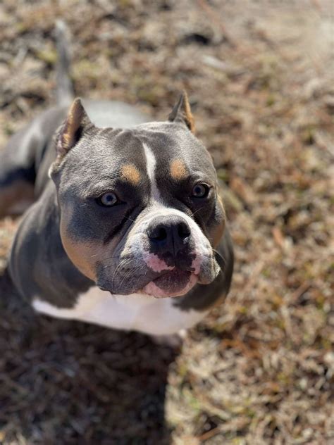 American bully blue Tri - Stud Dog in South Carolina , the United ...