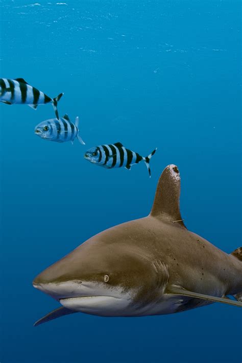 Oceanic White Tip Shark