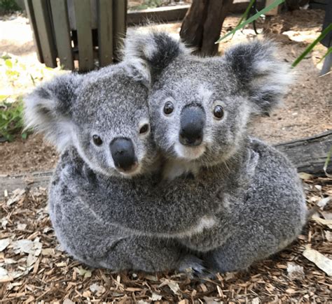 some koala facts I found on the internet 🐨 : r/koalas