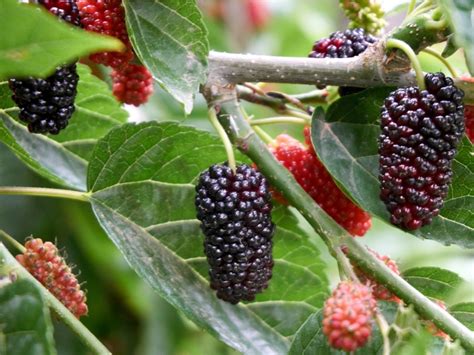 Preventing Mulberry Fruit - Information On How To Sterilize Mulberry Trees