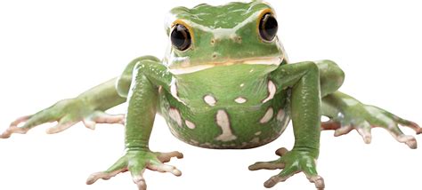 Frog PNG transparent image download, size: 2558x1157px