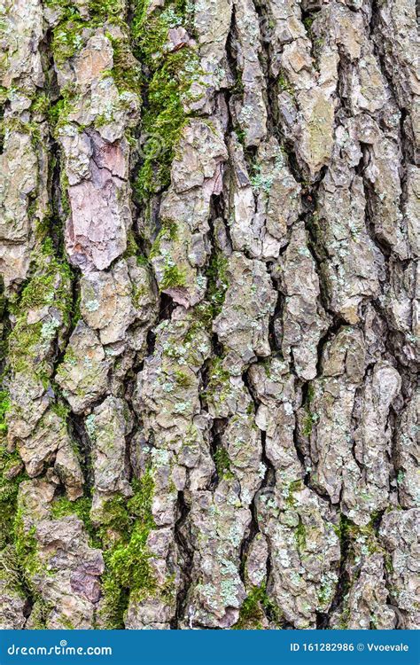 Rough Bark on Mature Trunk of Alder Tree Close Up Stock Photo - Image ...