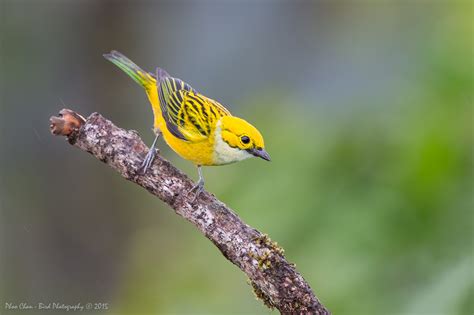 Identifying Costa Rica Birds