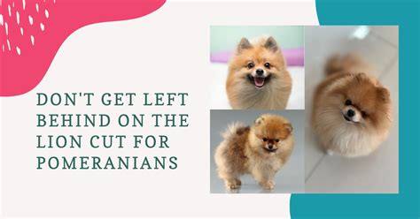 Don't Get Left Behind on the Lion Cut for Pomeranians - Groomers' Land