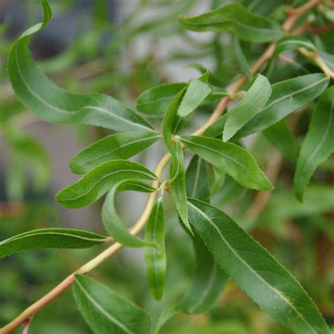 Willow Tree Symbolism | Willow Tree Meaning