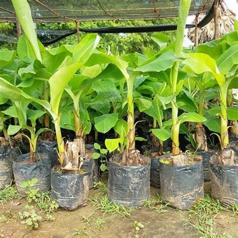 How to get started growing bananas, Planting Bananas in Pots, Growing Bananas in Gardens, Caring ...