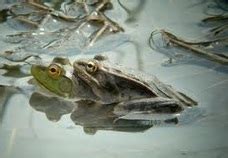 Bullfrog Care - CHICAGO EXOTICS ANIMAL HOSPITAL