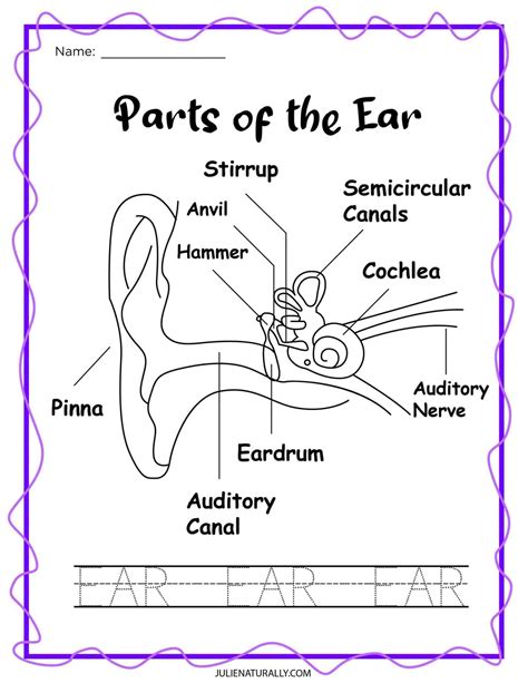 15 Best Images Of Printable Worksheet Of The Ear Human Ear Diagram | Images and Photos finder