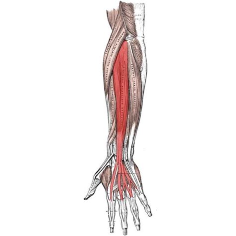 Extensor Digitorum Anatomy: Origin, Insertion, Actions - The Wellness Digest