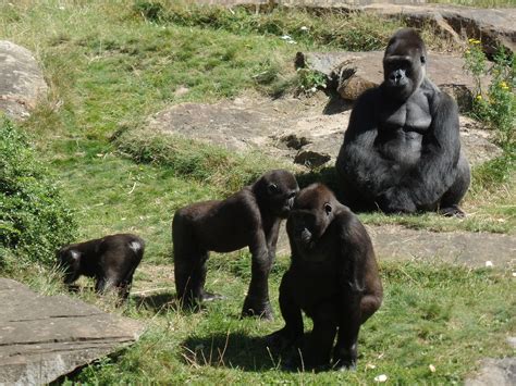 Ape,gorilla,gorilla family,monkey,animal world - free image from needpix.com