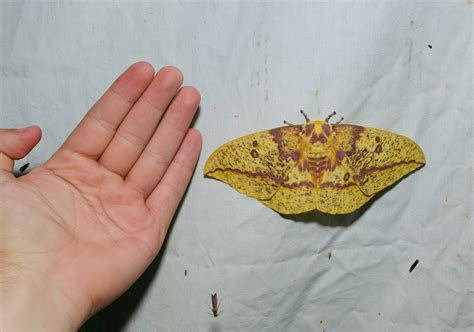 On the Subject of Nature: Imperial Moth