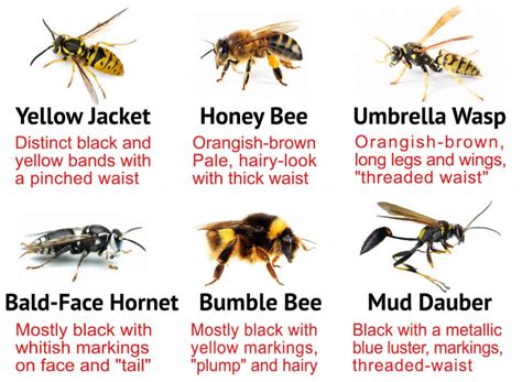 Types Of Bees Everything You Need To Know About Them