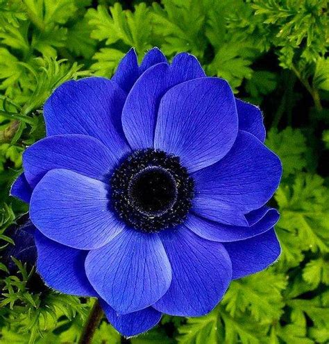 Blue Anemone Poppy : r/flowers