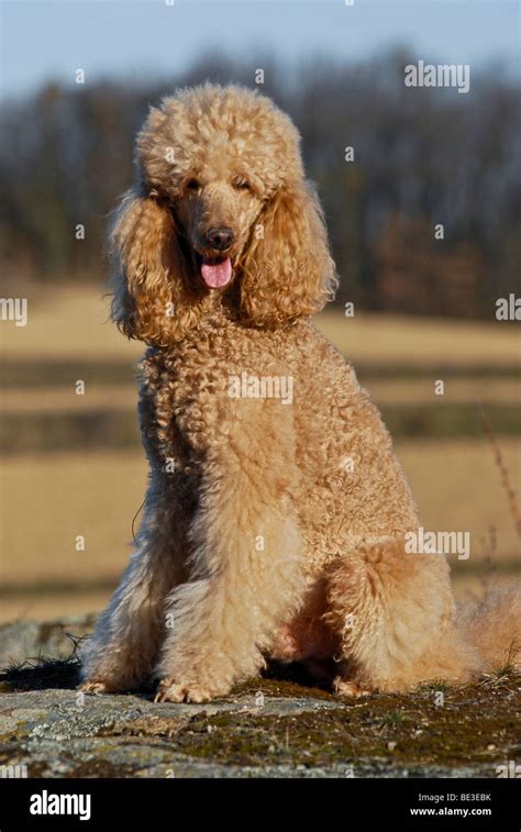 Sitting large poodle, giant poodle Stock Photo - Alamy