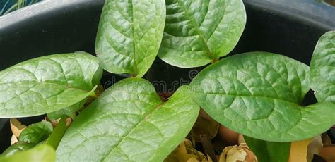 The Binahong Plant for Health that Grows in Front of My Terrace Stock Image - Image of garden ...