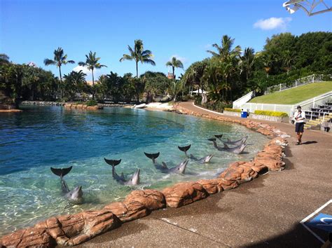 Animal Activists Sabotage SeaWorld Gold Coast's Dolphin Show