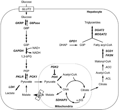 Genes identified as ChREBP targets in De novo lipogenesis pathway. A...