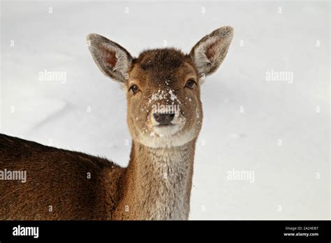 Deer in snow Stock Photo - Alamy