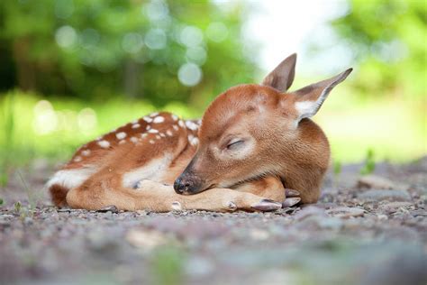 Newborn White-tailed Deer Fawn Sleeping by Terryfic3d