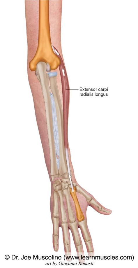 Extensor Carpi Radialis Longus - Learn Muscles