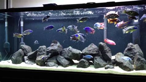 African Cichlid Tank Setup