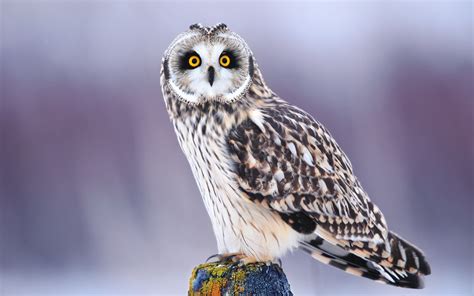 Funny Looking Owl HD wallpaper