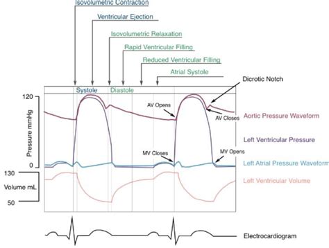 Cardiac Cycle (Wiggers Diagram) Diagram | Quizlet