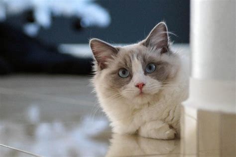 Mèo Ragdoll: Nguồn gốc, đặc điểm, cách nuôi và bảng giá - Vua Nệm