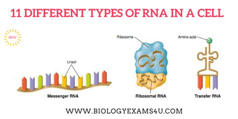 Structure Of Rna And Types Of Rna Comparison Between Dna And Rna - Riset