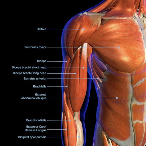 Labeled Anatomy Chart Of Male Biceps Photograph by Hank Grebe - Fine Art America