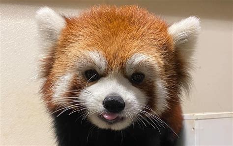 Toronto Zoo announces death of red panda IIa