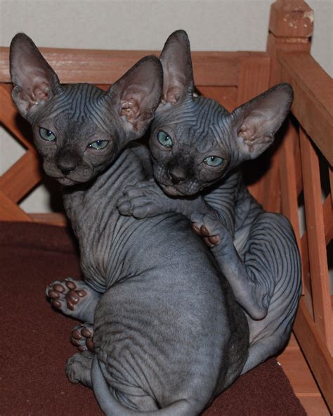 Two Sphynx kittens photo and wallpaper. Beautiful Two Sphynx kittens pictures