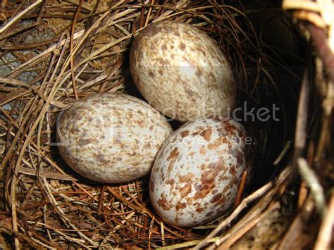 Northern Cardinal Eggs Pictures, Images & Photos | Photobucket